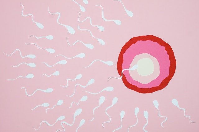 Illustration of sperm swimming towards an egg, symbolising male fertility and conception.