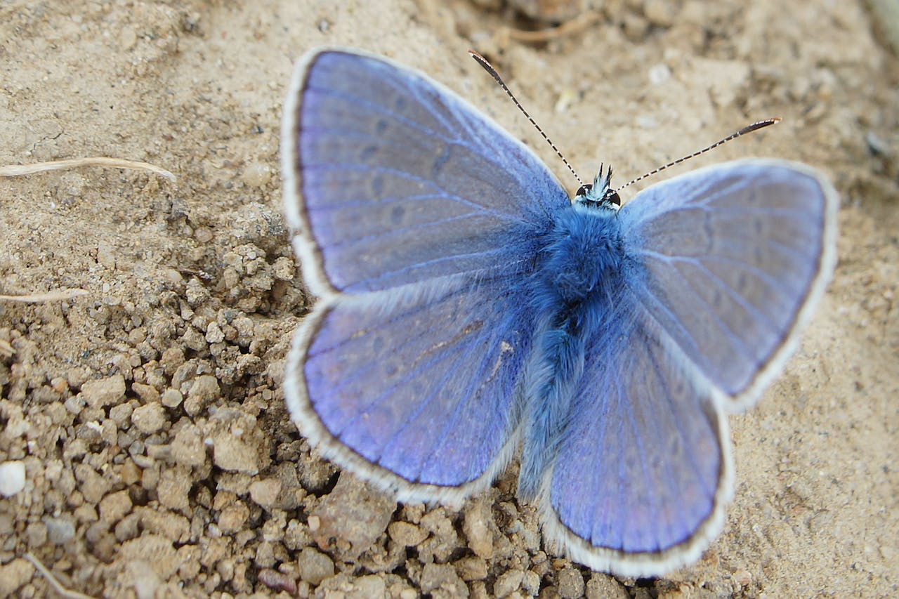 Blue butterfly on ground - symbolising thyroid health awareness and the potential role of Myo-Inositol in reducing thyroid antibodies.